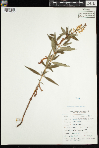 Lysimachia terrestris image