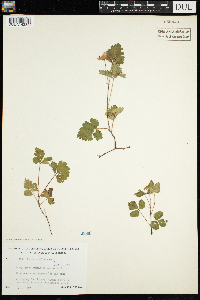 Rubus arcticus subsp. acaulis image