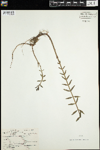 Lysimachia terrestris image