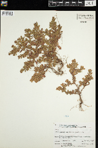 Polygonum aviculare image