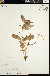 Lysimachia ciliata image