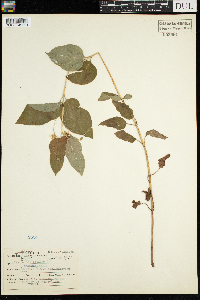 Lysimachia ciliata image