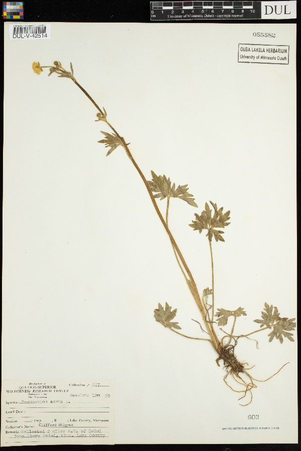 Ranunculus acris image