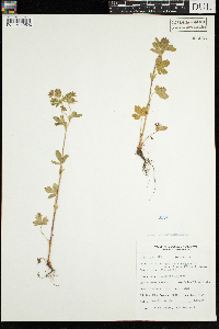 Potentilla norvegica image