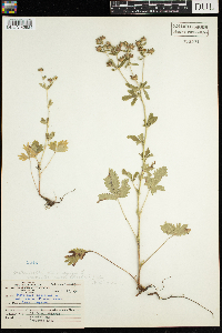 Potentilla norvegica image