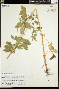 Potentilla norvegica image