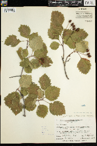 Crataegus chrysocarpa image