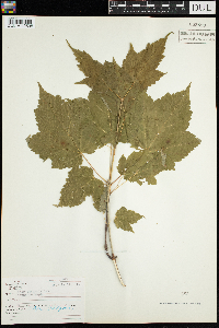 Acer spicatum image