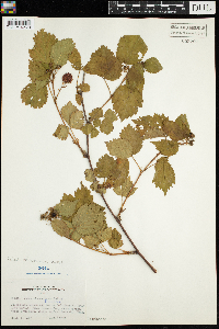 Rubus wisconsinensis image