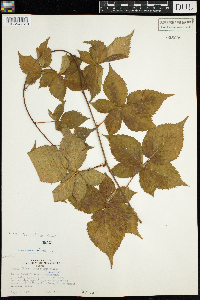 Rubus wisconsinensis image