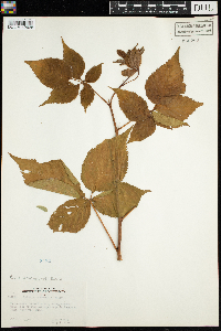 Rubus wisconsinensis image