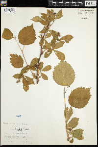 Rubus wisconsinensis image