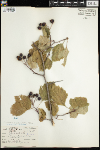 Crataegus chrysocarpa image