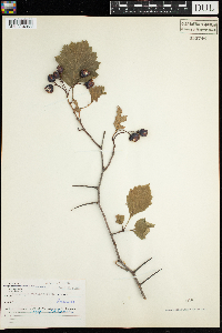 Crataegus chrysocarpa image