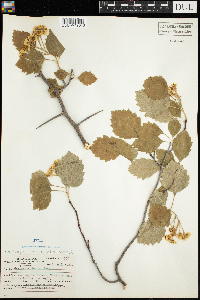 Crataegus chrysocarpa image