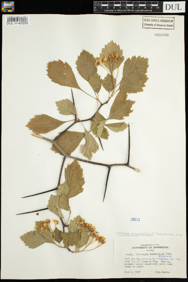 Crataegus laurentiana image