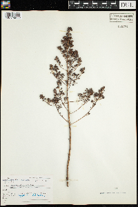 Spiraea alba image