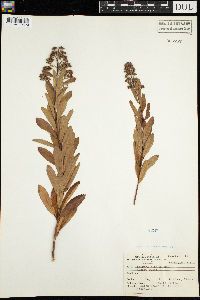 Spiraea alba image