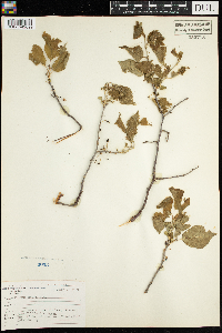 Prunus nigra image