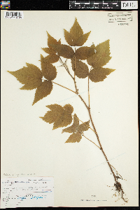 Rubus idaeus var. strigosus image