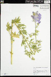 Malva alcea image