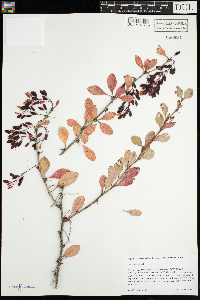 Berberis vulgaris image