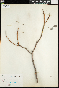 Salix lucida image