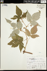 Rubus idaeus image