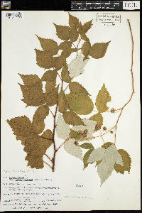 Rubus idaeus subsp. strigosus image