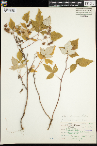 Rubus idaeus image