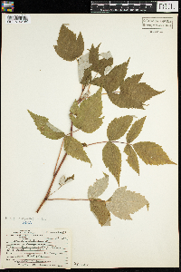 Rubus idaeus var. strigosus image