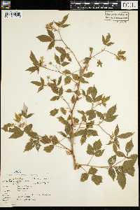 Rubus idaeus image