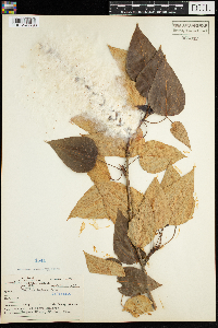 Populus balsamifera image