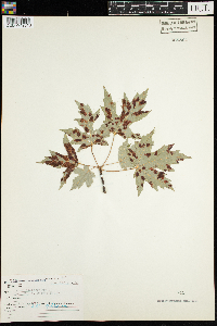Acer saccharinum image