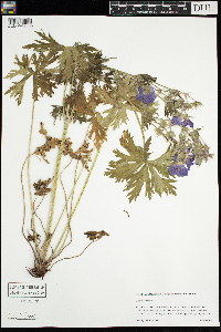 Geranium pratense image