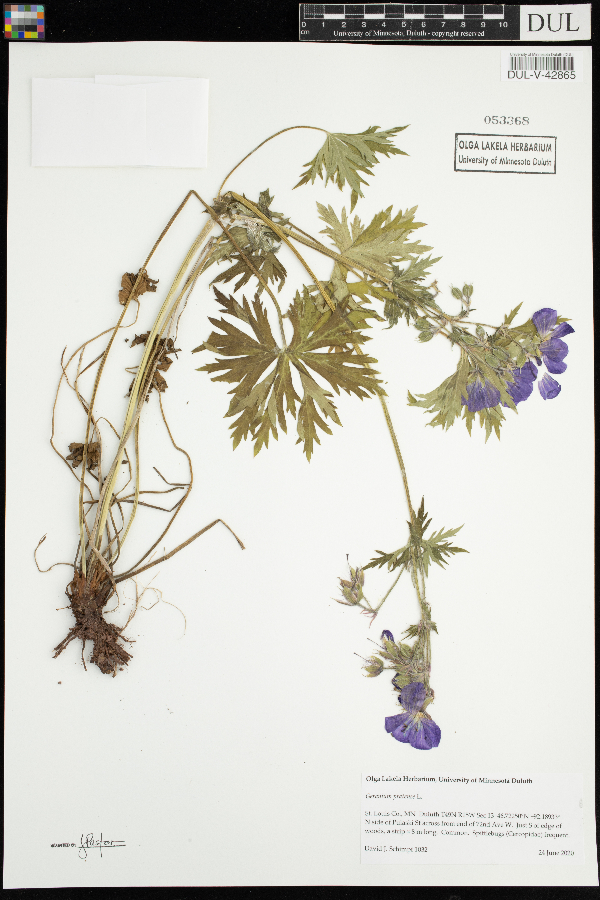 Geranium pratense image