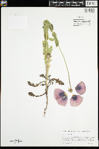 Papaver somniferum image