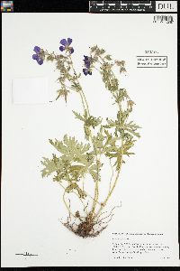 Geranium pratense image