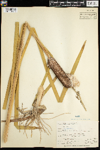 Typha latifolia image