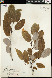 Salix pyrifolia image