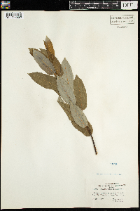 Salix pyrifolia image