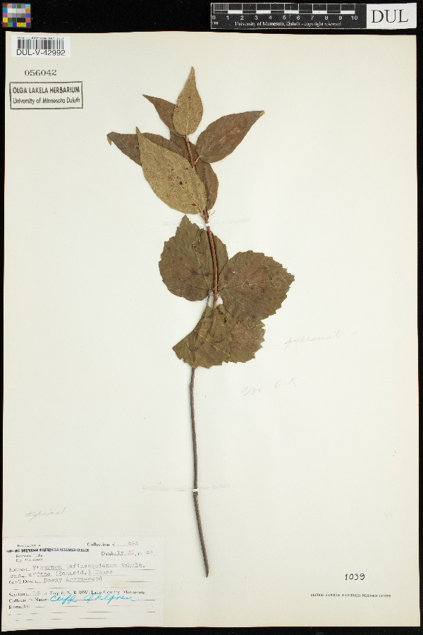 Viburnum rafinesquianum var. affine image