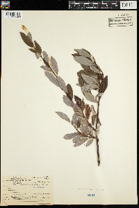 Salix serissima image