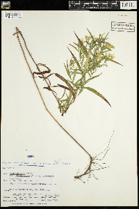 Symphyotrichum lanceolatum image