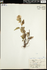 Symphyotrichum ciliolatum image