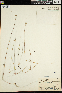 Juncus stygius image