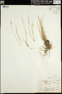 Juncus tenuis image