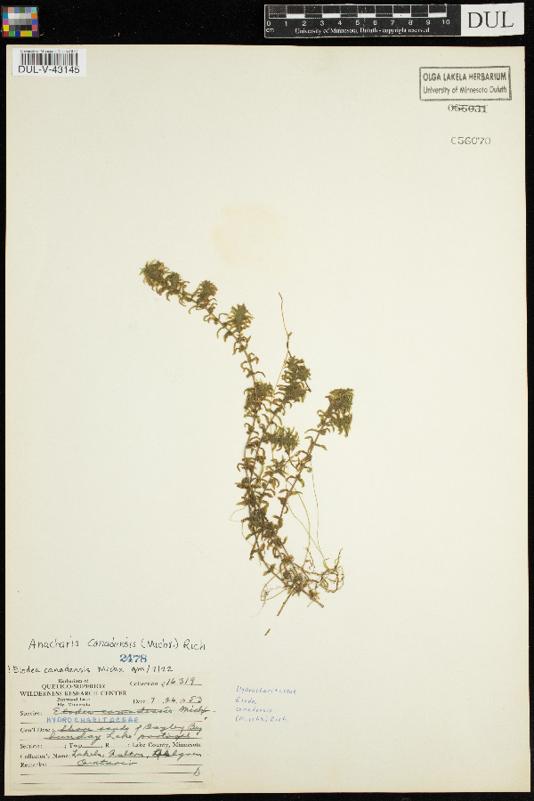 Elodea canadensis image