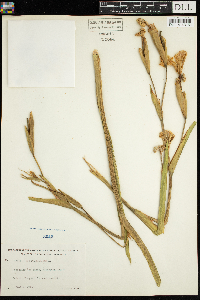 Iris pseudacorus image