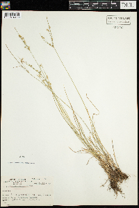 Juncus tenuis image